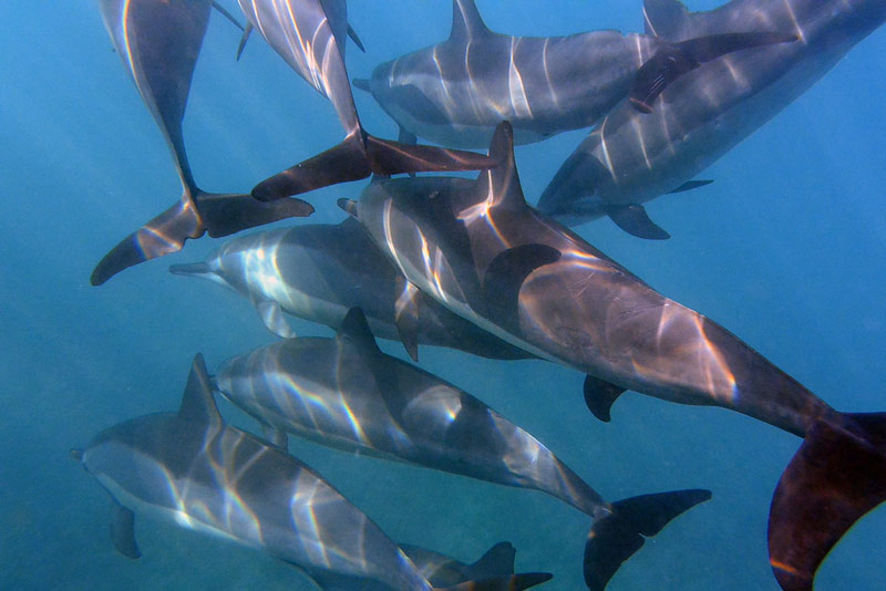 Delphine auf Hawaii